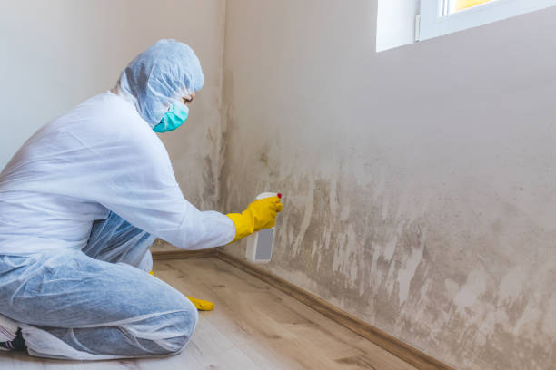Licensed Black Mold Removal service in Denton, TX - WQB Mold Removal