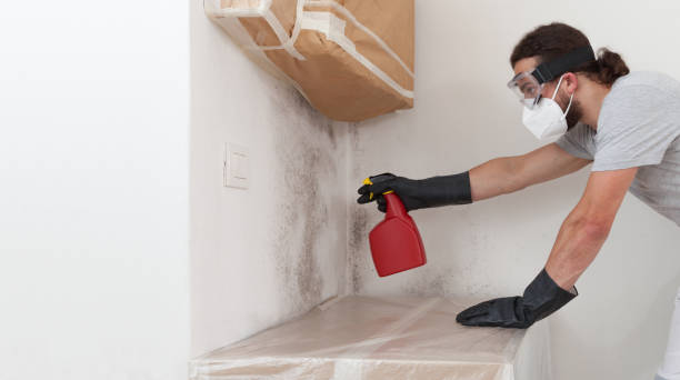 Professional Black Mold Removal technician working in Denton, TX
