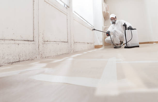 24/7 Emergency Black Mold Removal experts in Denton, TX