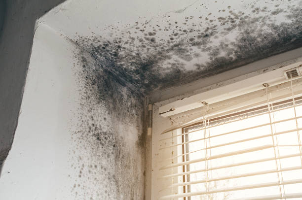 Affordable Black Mold Removal solutions in Denton, TX