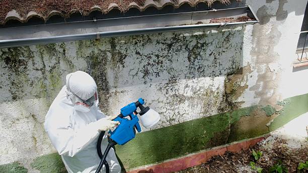 Top rated local Black Mold Removal specialists in Denton, TX